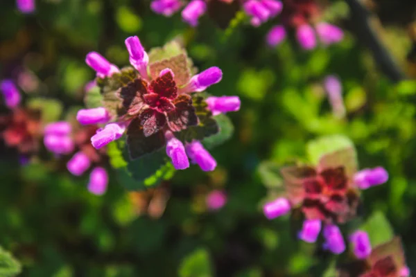 紫色死荨麻紫红色与绿草背景. — 图库照片