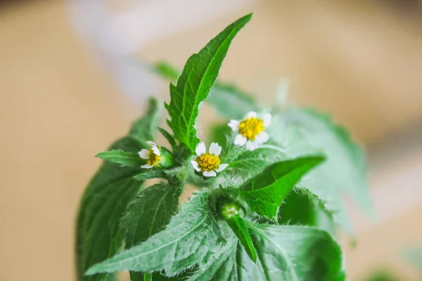 Galinsoga quadriradiata, Galinsoga Silliler shaggy asker, Perulu daisy, Tüylü galinsoga, saçaklı quickweed .
