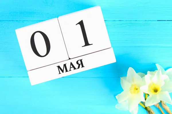 White wooden calendar with the text on russian: May 1. White flowers of daffodils on a blue wooden table. Labor Day and Spring.