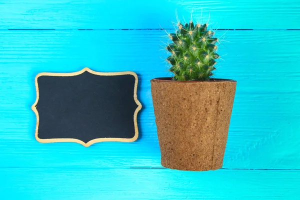 Cactus en frente de la pizarra de aula. Concepto de regreso a la escuela con espacio de copia . — Foto de Stock