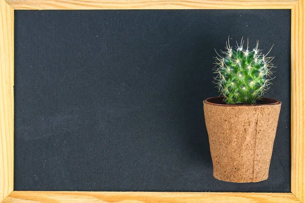 Cactus en frente de la pizarra de aula. Concepto de regreso a la escuela con espacio de copia . — Foto de Stock