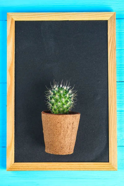 Cactus en frente de la pizarra de aula. Concepto de regreso a la escuela con espacio de copia . — Foto de Stock