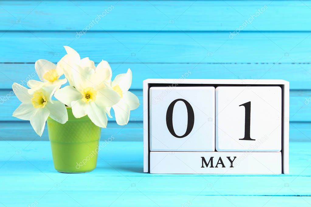 White wooden calendar with the text: May 1. White flowers of daffodils on a blue wooden table. Labor Day and Spring.