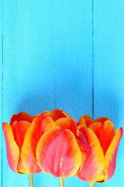 Mavi ahşap arka plan üzerinde kırmızı ve turuncu laleler.