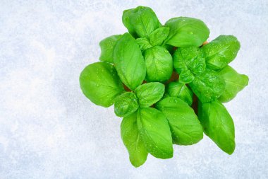 Yeşil taze ev yapımı fesleğen, baharatlı ot bir ahşap kase.