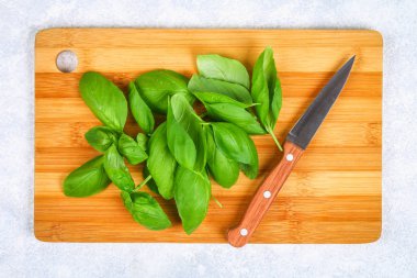 Yeşil taze ev fesleğen, gri beton masada bir bıçakla kesme tahtası üzerinde baharatlı ot.