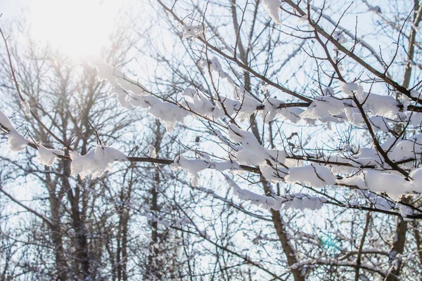 Kvistar av träd täckt av rimfrost och snö på bakgrund av vintern skog i snö. — Stockfoto