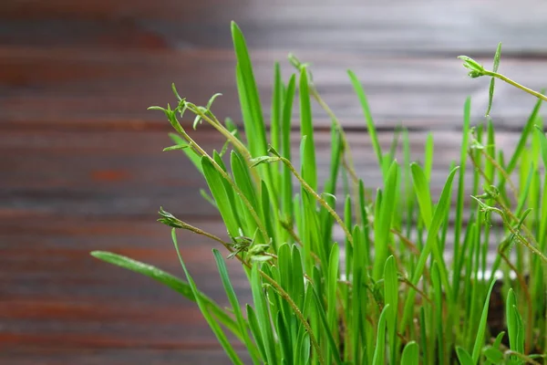 Sprouted green oats in the form of grass at home.