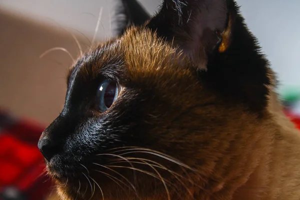 O gato tailandês siamês olha cuidadosamente longe. Retrato de um gato com olhos azuis . — Fotografia de Stock