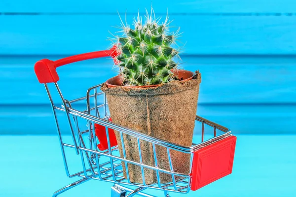 Ein kleiner Kaktus im roten Mini-Supermarkt-Einkaufswagen auf einem blauen Holztisch. — Stockfoto