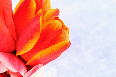 Beyaz beton zemin üzerinde kırmızı ve turuncu laleler.