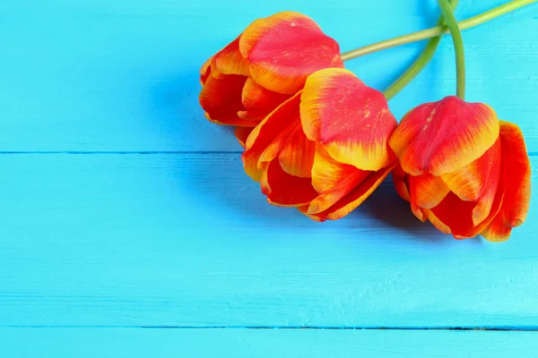 푸른 나무 바탕에 빨간색과 오렌지 튤립. — 스톡 사진