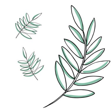 Set çizim vektör yaprak. İzole palmiye yaprakları. Bitkisel oyulmuş stil illüstrasyon. Organik ürün kroki. Elle çizilmiş yaprak