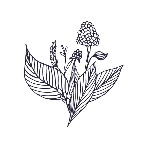 Hand getekend frambozen op witte achtergrond. Floral samenstelling. Boeket met hand getrokken Lentebloemen en planten. Monochroom vectorillustratie in schets stijl. — Stockvector
