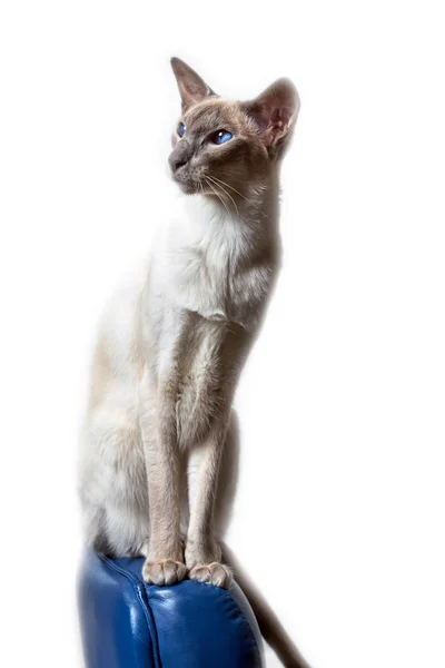 Siamese oriental cat sitting on chair isolated — Stock Photo, Image