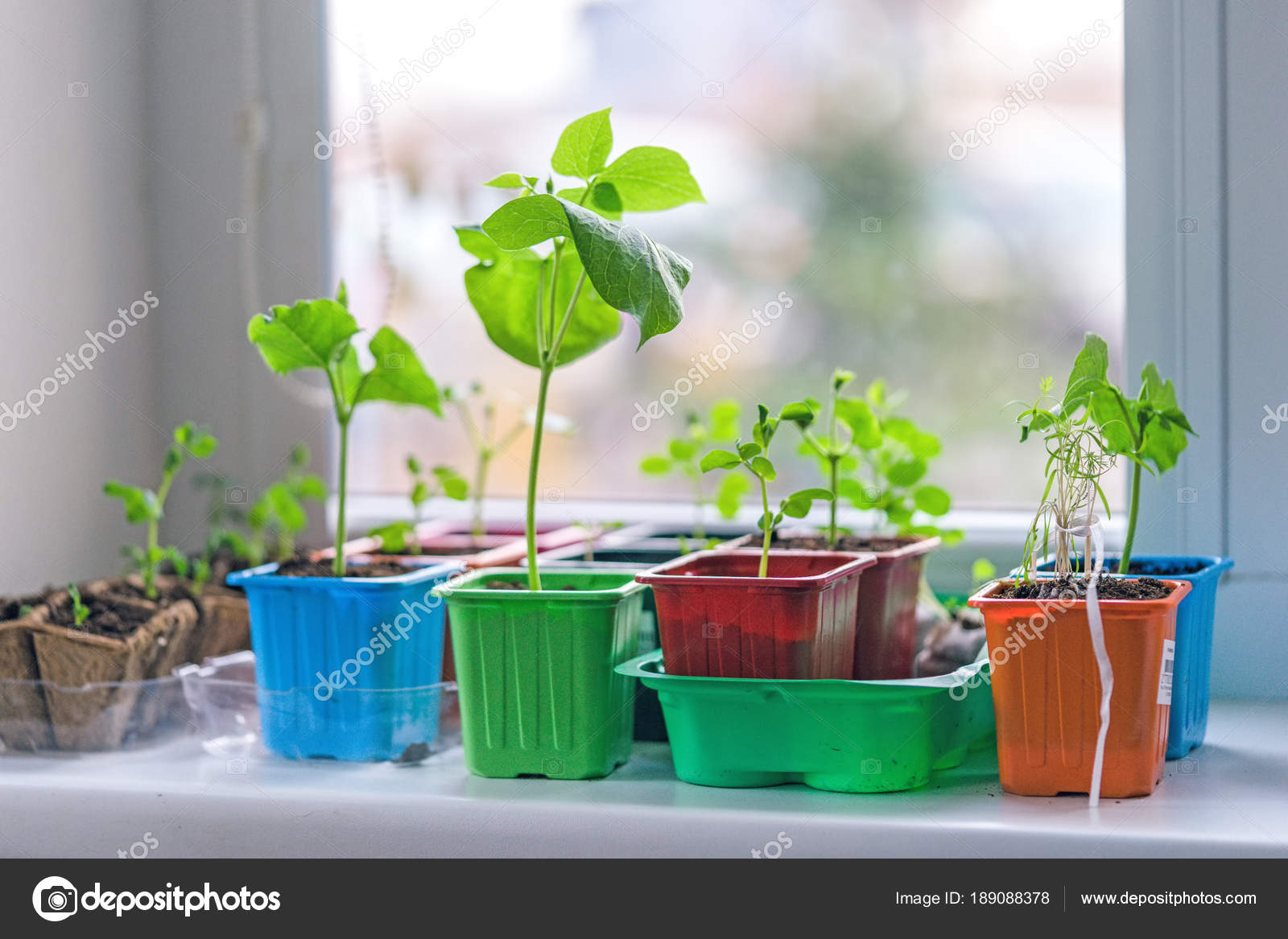 Garden On The Windowsill Stock Photo C Leschenko Inbox Lv 189088378