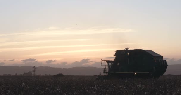 日没時にコットン フィールドで綿の収穫 — ストック動画