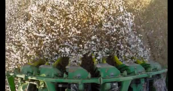 Récolteuse de coton dans un champ de coton au coucher du soleil — Video