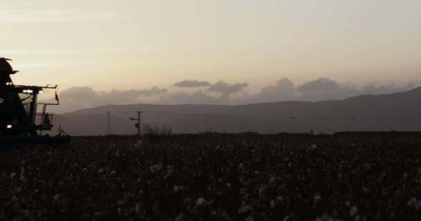 Raccoglitore di cotone in un campo di cotone durante il tramonto — Video Stock