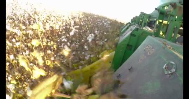 Bomull skördare i ett bomullsfält under solnedgången — Stockvideo