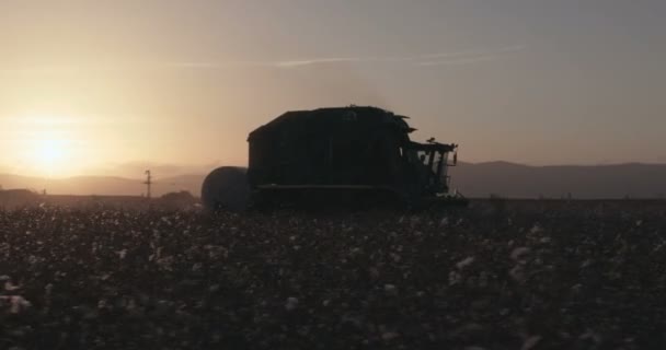 Raccoglitore di cotone in un campo di cotone durante il tramonto — Video Stock