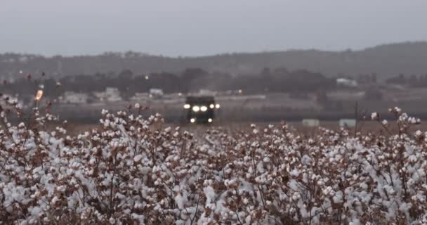 Colheitadeira de algodão em um campo de algodão durante o pôr do sol — Vídeo de Stock