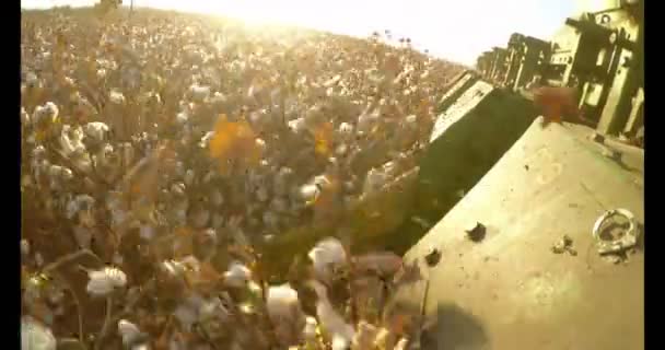 Récolteuse de coton dans un champ de coton au coucher du soleil — Video