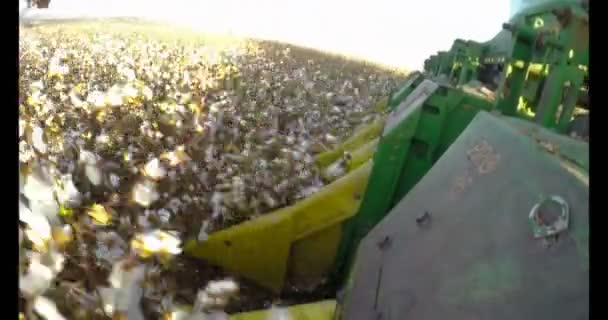 Colheitadeira de algodão em um campo de algodão durante o pôr do sol — Vídeo de Stock