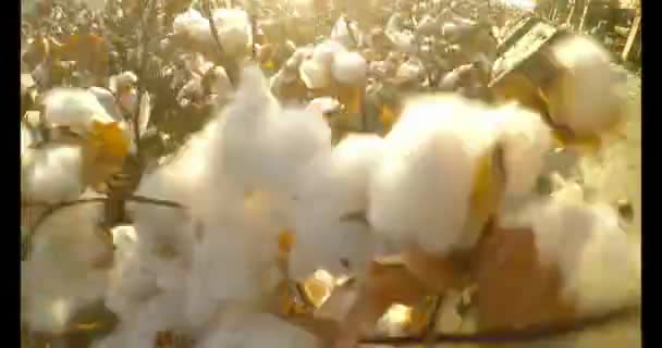 日没時にコットン フィールドで綿の収穫 — ストック動画
