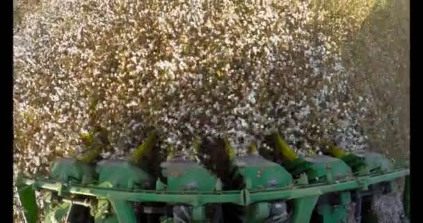 Gün batımı sırasında bir pamuk alanda pamuk hasat — Stok video