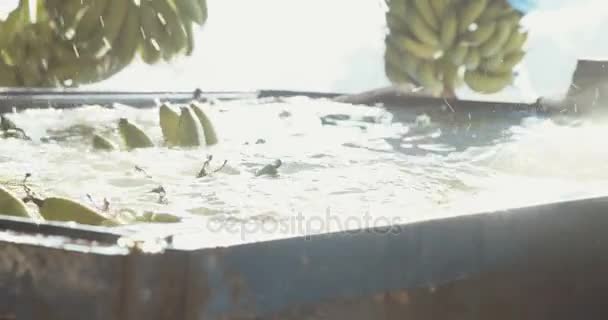 Plátanos lavados en un tanque de agua grande durante el proceso de embalaje — Vídeos de Stock