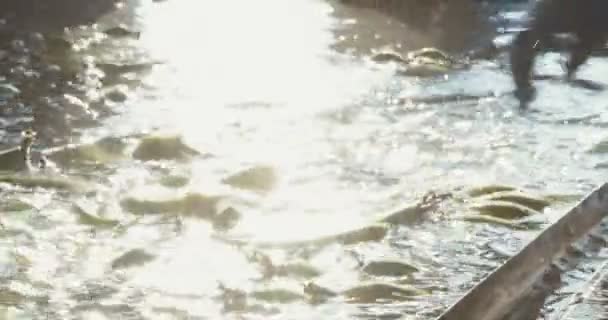 Plátanos lavados en un tanque de agua grande durante el proceso de embalaje — Vídeo de stock