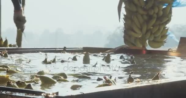 バナナのパッキング時に大きな水タンク内洗浄 — ストック動画