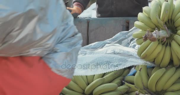 Workers in a banana harvest in a plantation — Stock Video