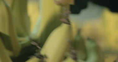 Paketleme işlemi sırasında alt kesim muz küme