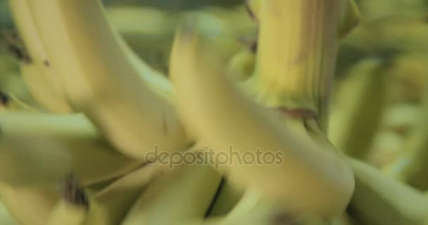 Worker cutting banana cluster during packing process — Stock Video