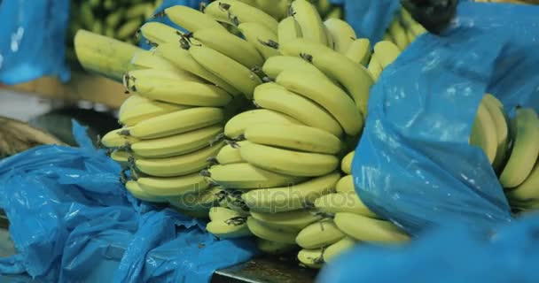 Pracownik rozbioru banana klastra podczas procesu pakowania — Wideo stockowe