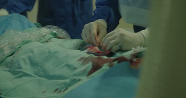 Chirurgiens préformant le cathétérisme cardiaque — Video