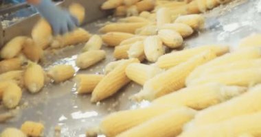 Mısır işleme fabrikası