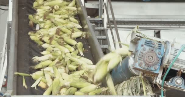 Кукурудза обробки завод — стокове відео