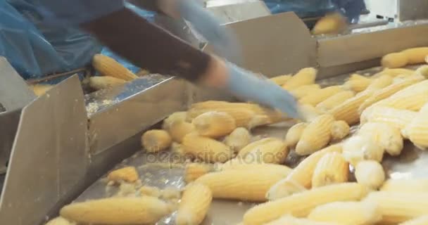玉米加工厂 — 图库视频影像
