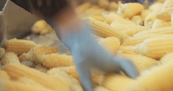 Fábrica de procesamiento de maíz — Vídeo de stock
