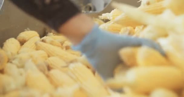 Corn processing factory — Stock Video