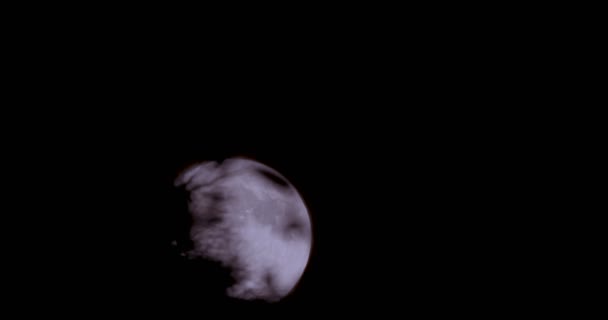 Vollmond steigt hinter Bäumen auf — Stockvideo