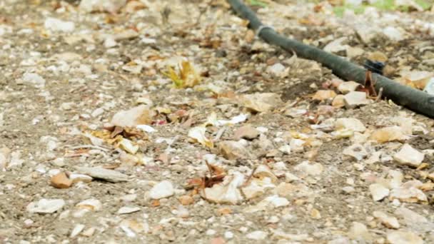 Wasser tropft aus einem Rohr mit Tropfbewässerung — Stockvideo