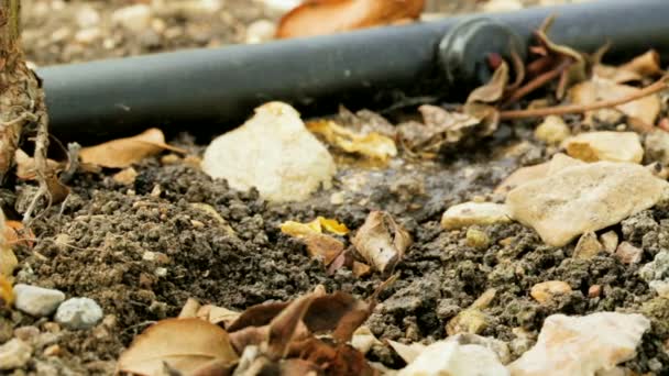 Eau qui coule d'un tuyau avec irrigation goutte à goutte — Video