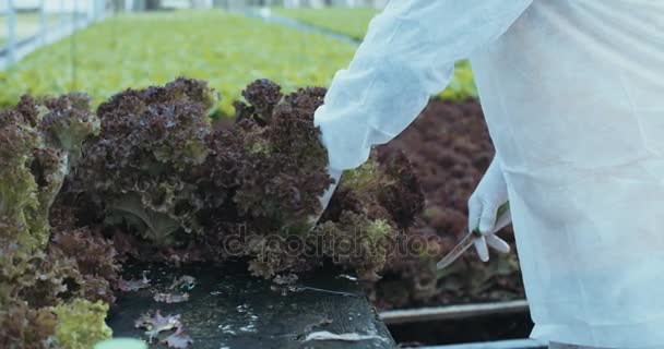 Werknemers picken en verpakken van hydrophonic lattuce in een kas — Stockvideo