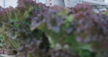 malzeme çekme ve bir sera içinde hidrofonik lattuce, ambalaj