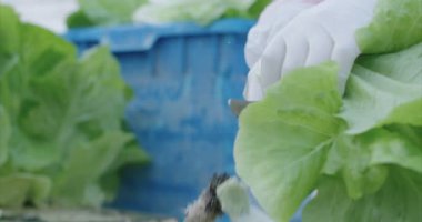 Bir sera içinde hidrofonik lattuce hasat