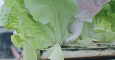 Bir sera içinde büyük hidrofonik lattuce hasat işçilerin